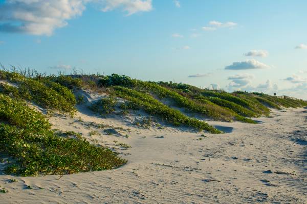 sand dune with grass