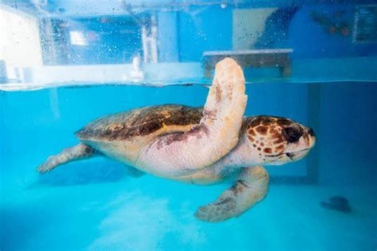 sea turtle in a pool